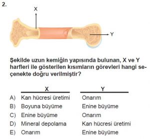11. Sınıf Biyoloji Test 14 Soru-2
