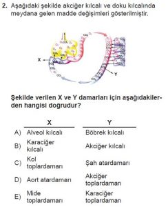 11. Sınıf Biyoloji Test 20 Soru-2