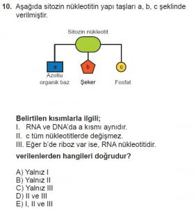 9. Sınıf Biyoloji Test 11 Soru-10
