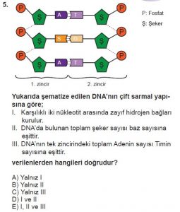 9. Sınıf Biyoloji Test 11 Soru-5