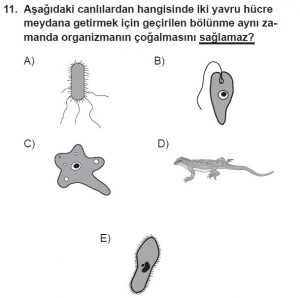 10. Sınıf Biyoloji Test 1 Soru-11