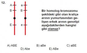 10. Sınıf Biyoloji Test 10 Soru-12