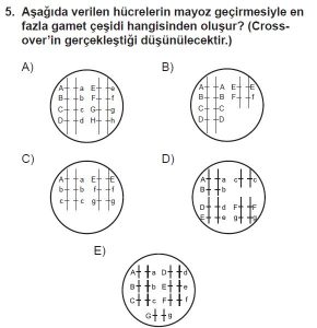 10. Sınıf Biyoloji Test 10 Soru-5