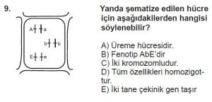 10. Sınıf Biyoloji Test 10 Soru-9