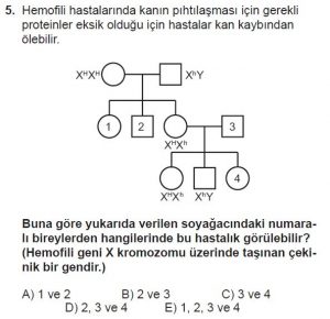 10. Sınıf Biyoloji Test 14 Soru-5