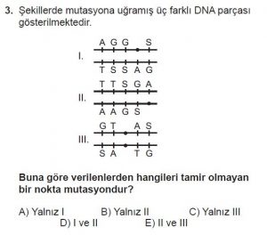 10. Sınıf Biyoloji Test 15 Soru-3