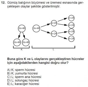 10. Sınıf Biyoloji Test 4 Soru-12