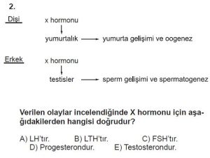 10. Sınıf Biyoloji Test 8 Soru-2