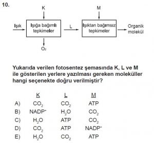 11. Sınıf Biyoloji Test 1 Soru-10
