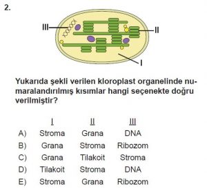 11. Sınıf Biyoloji Test 1 Soru-2