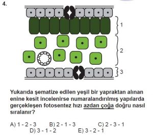 11. Sınıf Biyoloji Test 1 Soru-4