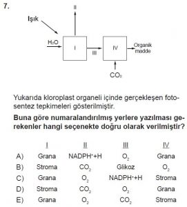 11. Sınıf Biyoloji Test 1 Soru-7