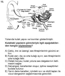 11. Sınıf Biyoloji Test 10 Soru-10