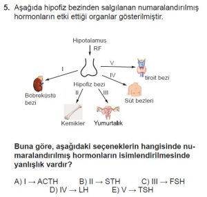 11. Sınıf Biyoloji Test 11 Soru-5