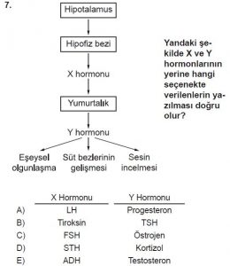 11. Sınıf Biyoloji Test 12 Soru-7