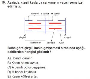 11. Sınıf Biyoloji Test 13 Soru-10
