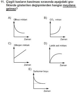 11. Sınıf Biyoloji Test 13 Soru-11