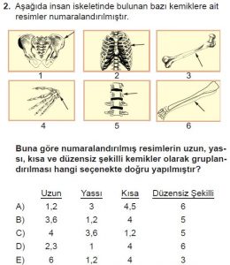 11. Sınıf Biyoloji Test 13 Soru-2