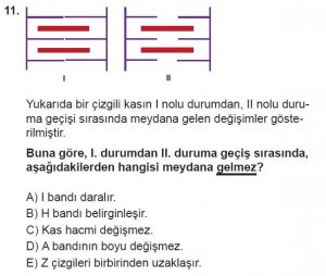 11. Sınıf Biyoloji Test 14 Soru-11