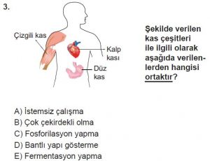11. Sınıf Biyoloji Test 14 Soru-3