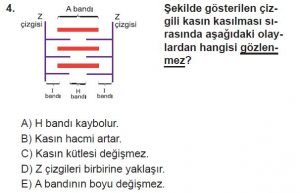 11. Sınıf Biyoloji Test 14 Soru-4