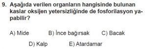 11. Sınıf Biyoloji Test 14 Soru-9