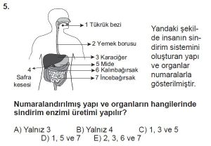 11. Sınıf Biyoloji Test 15 Soru-5