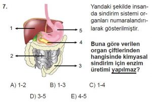 11. Sınıf Biyoloji Test 15 Soru-7