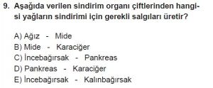 11. Sınıf Biyoloji Test 15 Soru-9