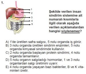 11. Sınıf Biyoloji Test 16 Soru-1
