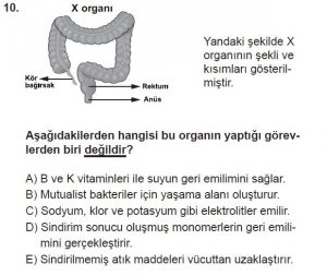 11. Sınıf Biyoloji Test 16 Soru-10