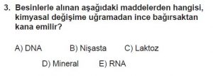 11. Sınıf Biyoloji Test 16 Soru-3