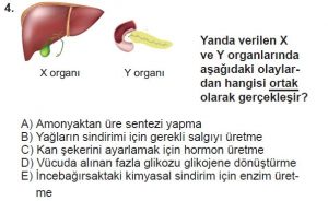 11. Sınıf Biyoloji Test 16 Soru-4