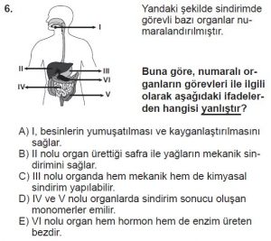 11. Sınıf Biyoloji Test 16 Soru-6