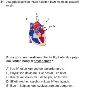 11. Sınıf Biyoloji Test 18 Soru-11