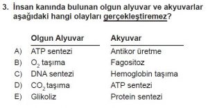 11. Sınıf Biyoloji Test 18 Soru-3
