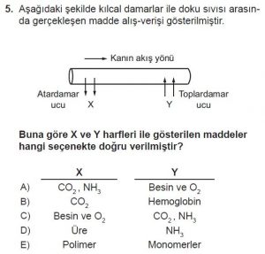11. Sınıf Biyoloji Test 18 Soru-5