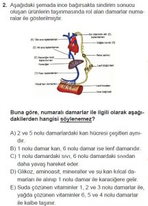 11. Sınıf Biyoloji Test 19 Soru-2