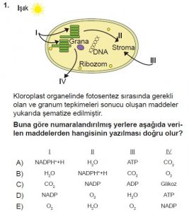 11. Sınıf Biyoloji Test 2 Soru-1
