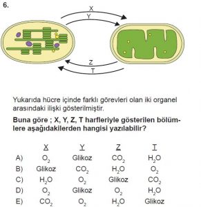 11. Sınıf Biyoloji Test 2 Soru-6
