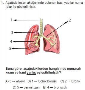 11. Sınıf Biyoloji Test 20 Soru-1