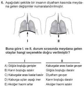 11. Sınıf Biyoloji Test 20 Soru-6