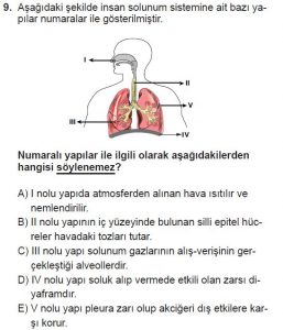 11. Sınıf Biyoloji Test 20 Soru-9