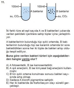 11. Sınıf Biyoloji Test 3 Soru-11