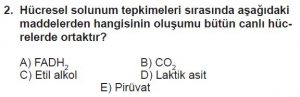 11. Sınıf Biyoloji Test 4 Soru-2