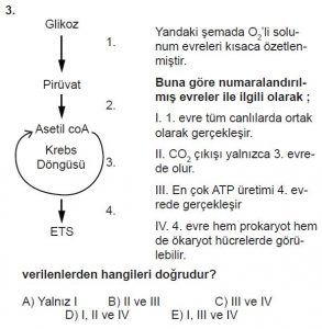 11. Sınıf Biyoloji Test 4 Soru-3