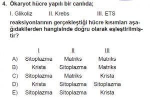 11. Sınıf Biyoloji Test 4 Soru-4