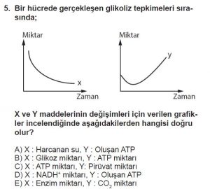 11. Sınıf Biyoloji Test 4 Soru-5