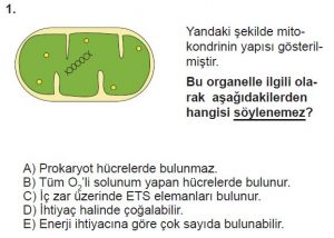 11. Sınıf Biyoloji Test 5 Soru-1