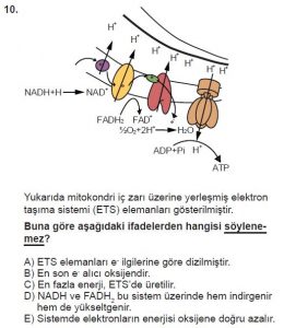 11. Sınıf Biyoloji Test 5 Soru-10